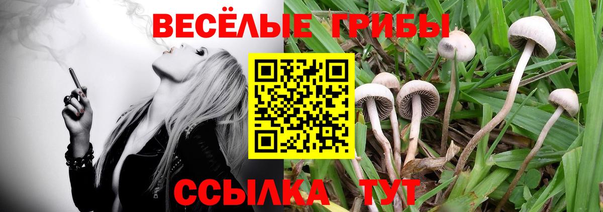 Псилоцибиновые грибы GOLDEN TEACHER  Вход с VPN  Ефремов  Галлюциногенные грибы прущие грибы 